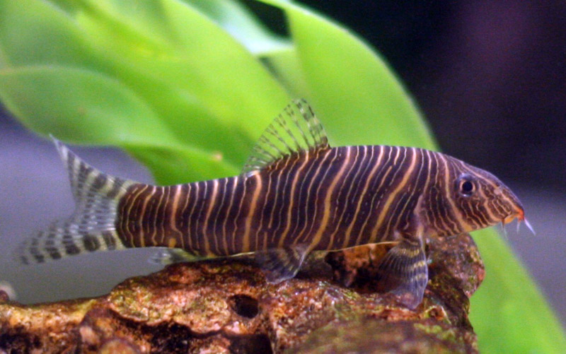 BOTIA HELODES